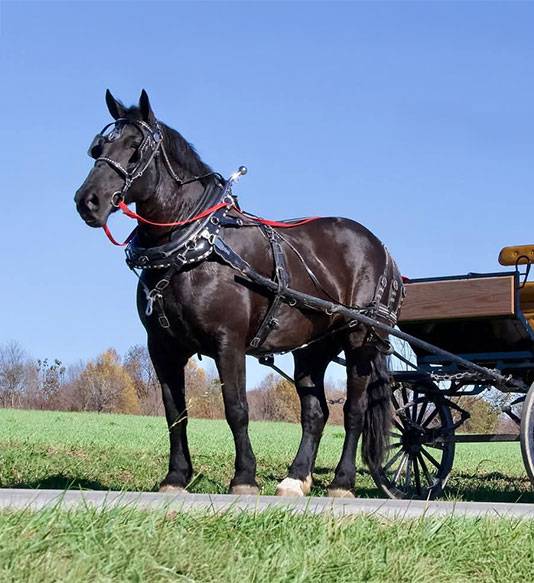 Marion Carriage dark brown Standardbred horse named Big Black Lincoln