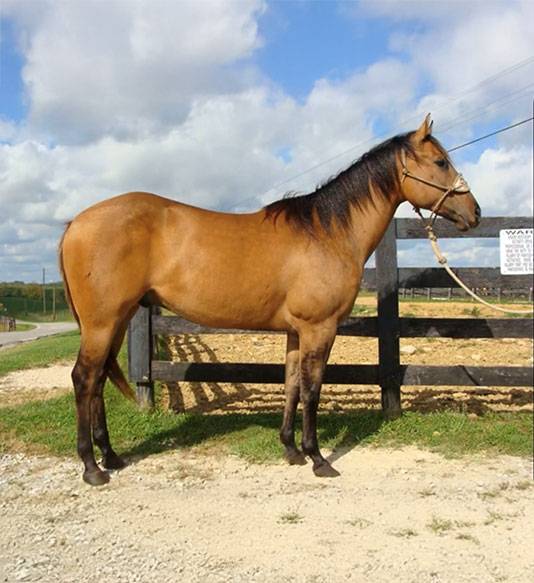 Marion Carriage Lineback Dun horse named Drifts A Plenty