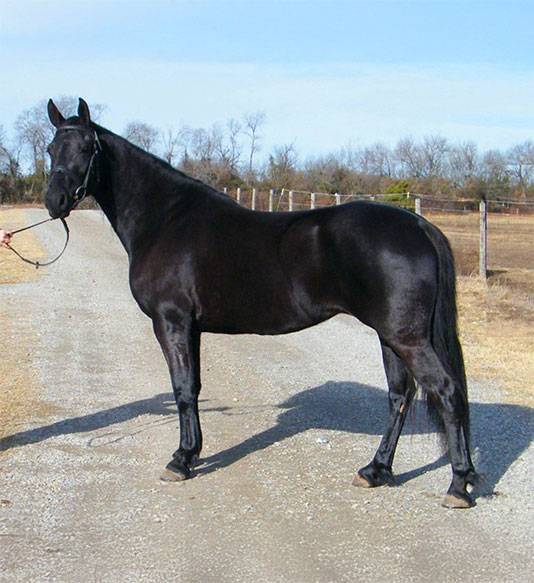 Marion Carriage black Standardbred horse named Hank
